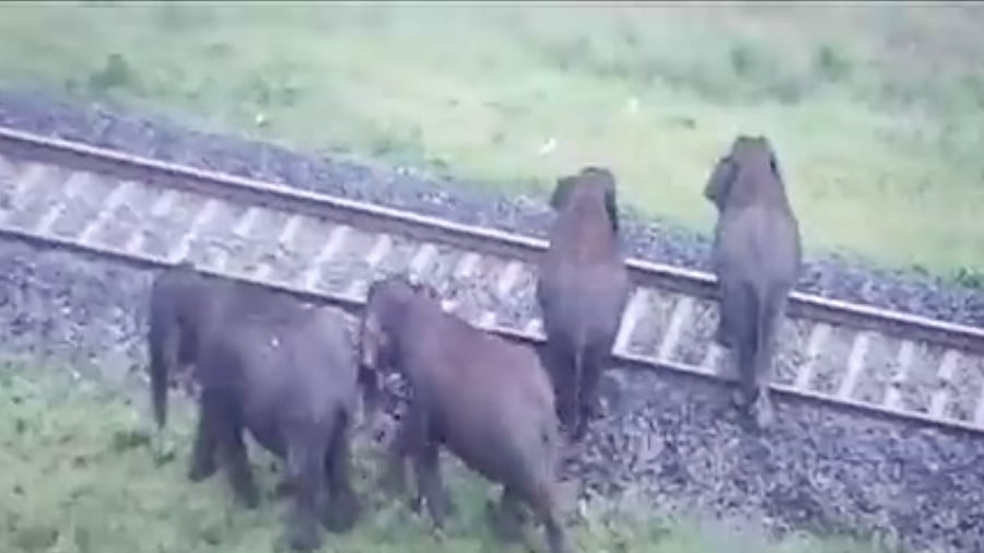 <div class="paragraphs"><p>Elephants crossing the tracks in the&nbsp;Madukkarai forest range in Coimbatore. </p></div>