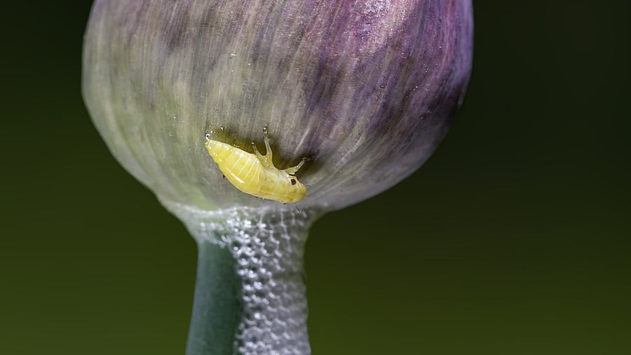 Froghopper nymph and its foamy abode on a chive plant