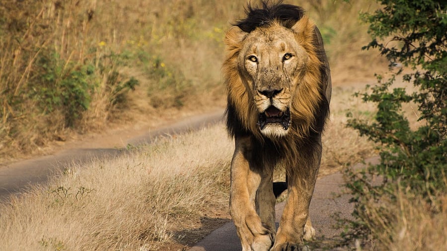 <div class="paragraphs"><p>Representative image of an Asiatic Lion at Gir forest.&nbsp;</p></div>