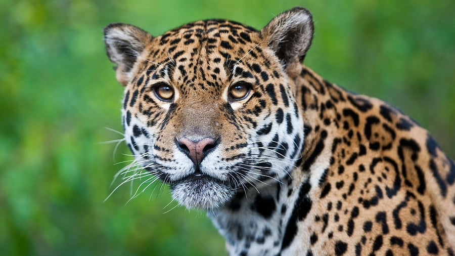 <div class="paragraphs"><p>A Jaguar.</p></div>