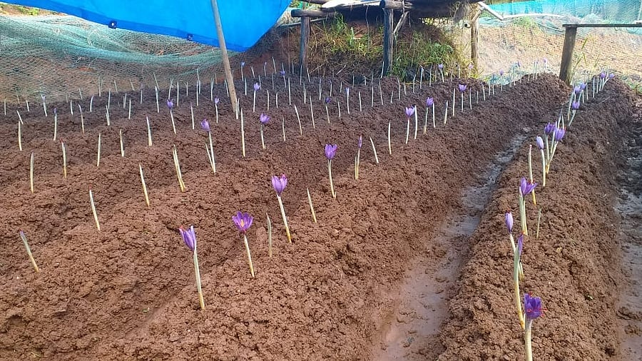 <div class="paragraphs"><p>Saffron farms at Idukki.</p></div>