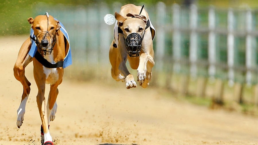 <div class="paragraphs"><p>Representative image of dogs. </p></div>