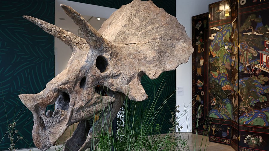 <div class="paragraphs"><p>A 68-million-year old skull of a Triceratops on auction in Paris.</p></div>