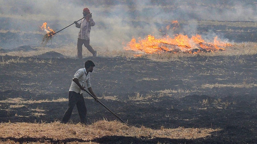 <div class="paragraphs"><p>Farmers burn paddy stubbles in a field on the outskirts of Jalandhar, Monday, Nov. 13, 2023.</p></div>