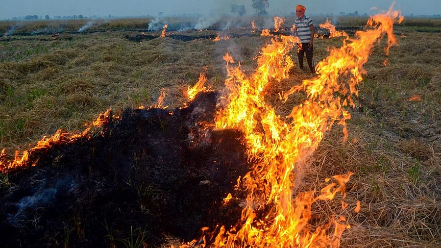 <div class="paragraphs"><p>A farmer burns stubble (parali) after to remove paddy crop residues from a field on the outskirts of Amritsar, Thursday, Nov. 2, 2023. Surge in farm fires in Punjab and Haryana lead to a spike in the pollution levels in the Delhi-NCR region.</p></div>