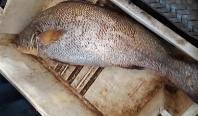 <div class="paragraphs"><p>Representative image of 'sowa' fish.</p></div>