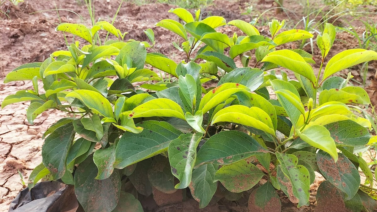 On brink of extinction, wonder root 'makali beru' set to come out of woods