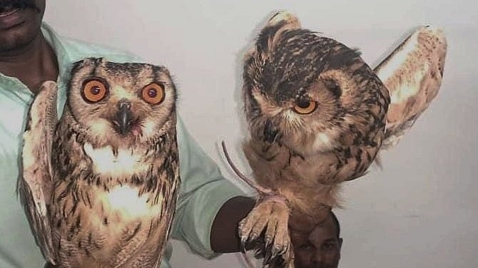 <div class="paragraphs"><p>Two&nbsp;Bengal eagle-owls rescued from Avdha village, Valsad district of Gujarat.</p></div>