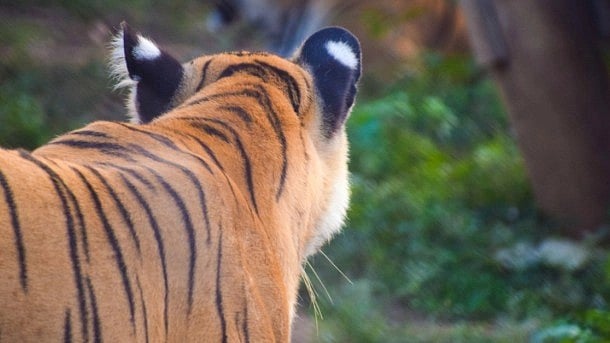 <div class="paragraphs"><p>Representative image of a tiger.</p></div>
