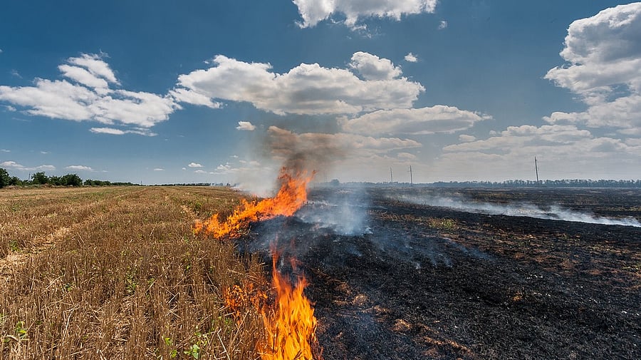 <div class="paragraphs"><p>Representative image of stubble burning. </p></div>