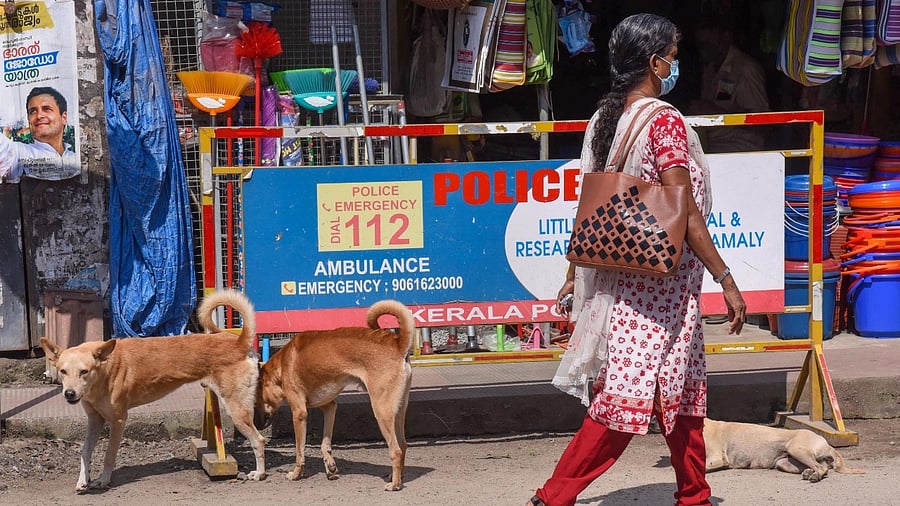 <div class="paragraphs"><p>File Photo: Stray dogs at the side of a road, amid an increase in cases of dog bites in Kerala. </p></div>