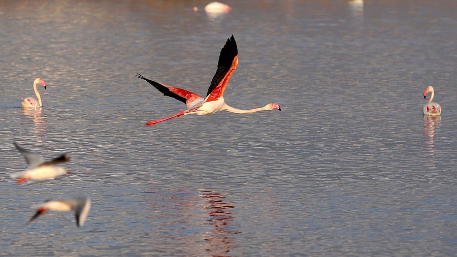 <div class="paragraphs"><p>More than one lakh Lesser Flamingos (Phoenicopterus minor) and Greater Flamingos (Phoenicopterus roseus) migrate to Mumbai during winters.</p><p><br></p></div>