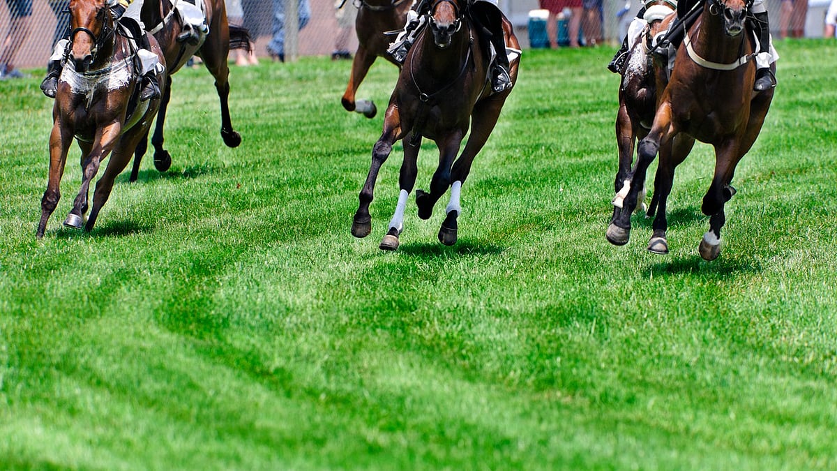 Tryst with the turf
