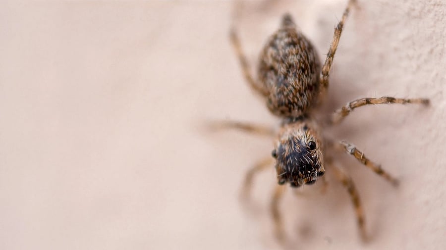 <div class="paragraphs"><p>Representative image showing a spider on human skin.</p></div>