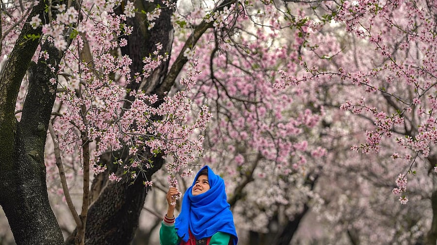 <div class="paragraphs"><p>Pulwama, South Kashmir</p></div>