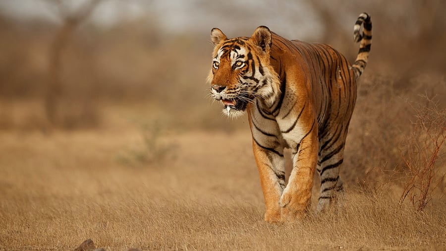 <div class="paragraphs"><p>Representative image of a tiger.</p></div>