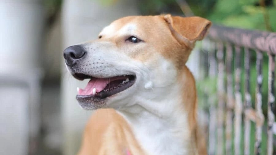 <div class="paragraphs"><p>Representative image of a pet dog.&nbsp;</p></div>