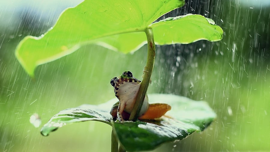 <div class="paragraphs"><p>Representative image of a frog. </p></div>