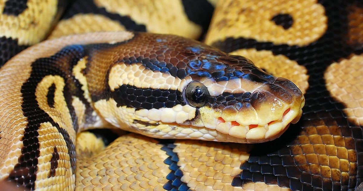 9ft Python 9-foot python captured at Central University in J&K’s Samba