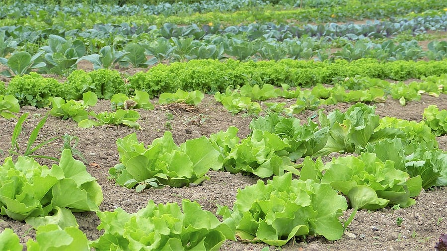 <div class="paragraphs"><p>Representative image of organic farming.</p></div>