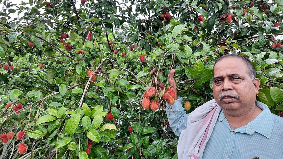 <div class="paragraphs"><p>Ramesh Nayak with Rambutan tree on his farm at Kedur in Udupi district. <br></p></div>