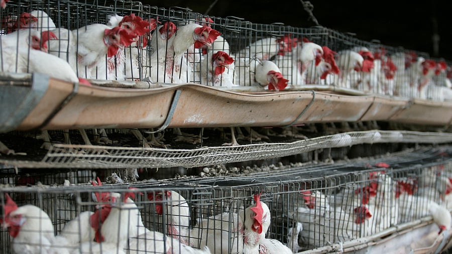 <div class="paragraphs"><p>Representative image of a poultry farm.</p></div>