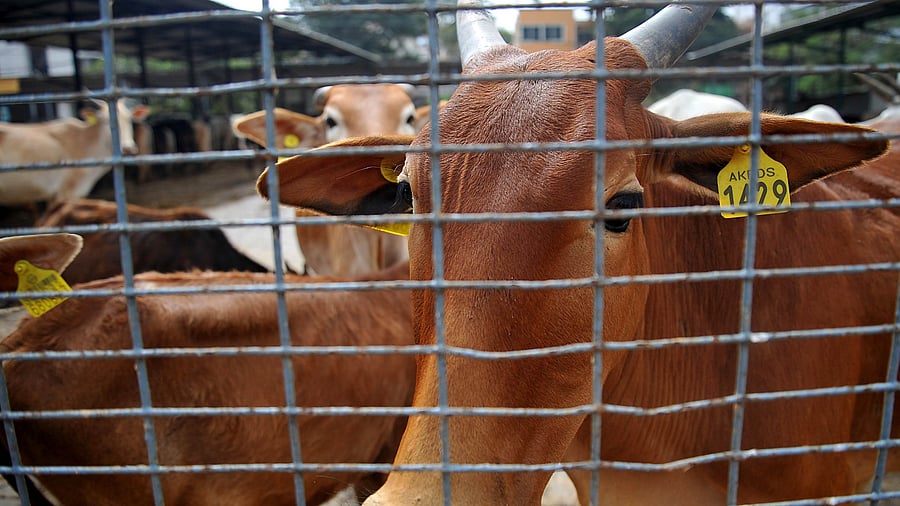 Fourteen of the 30 government-run goshalas do not shelter any cattle.