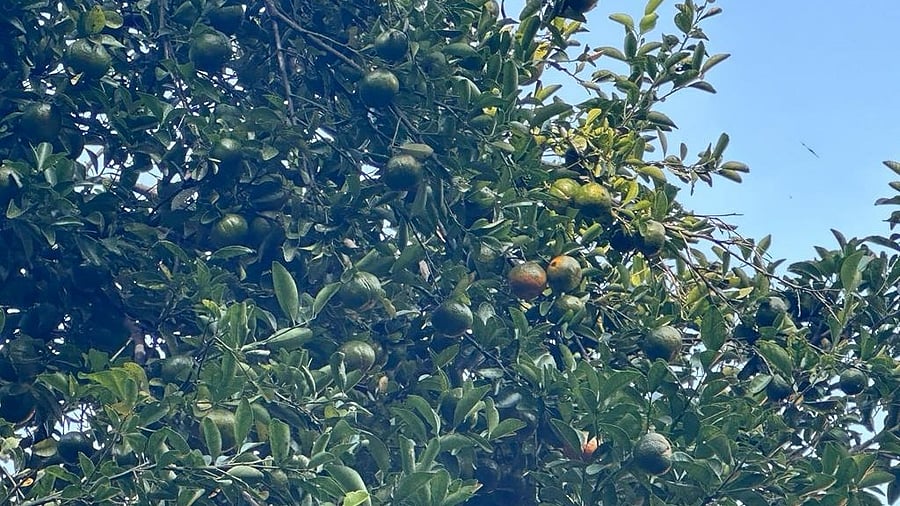<div class="paragraphs"><p>Nayi Kittale oranges on a tree at Nettana in Dakshina Kannada district; Chittagittale oranges.</p></div>