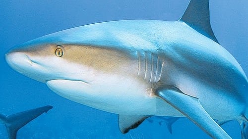 <div class="paragraphs"><p>Representative image of a shark.</p></div>