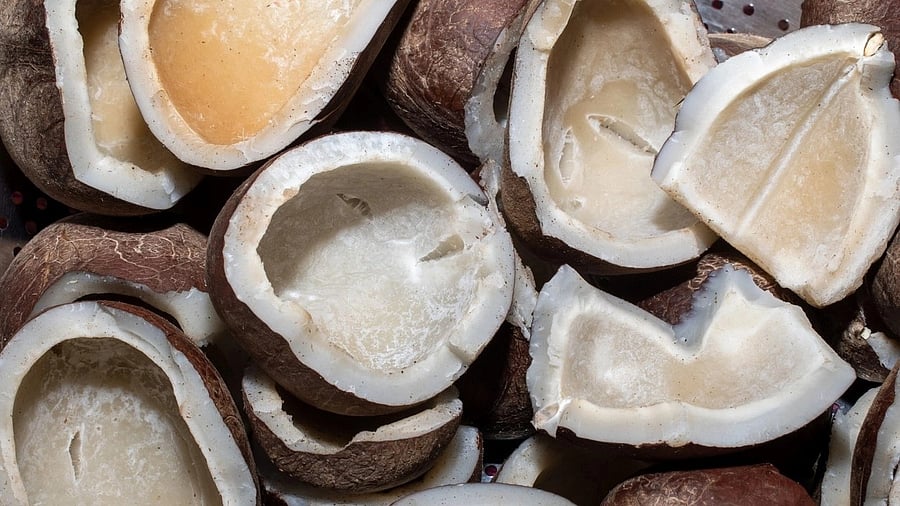 <div class="paragraphs"><p>Representative image of copra</p></div>