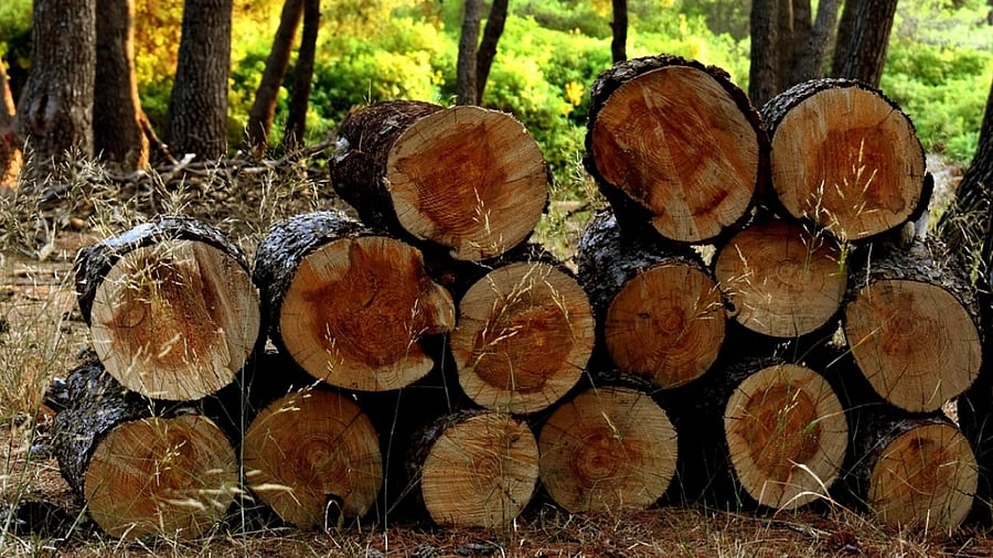 <div class="paragraphs"><p>Representative image of timber wood.</p></div>