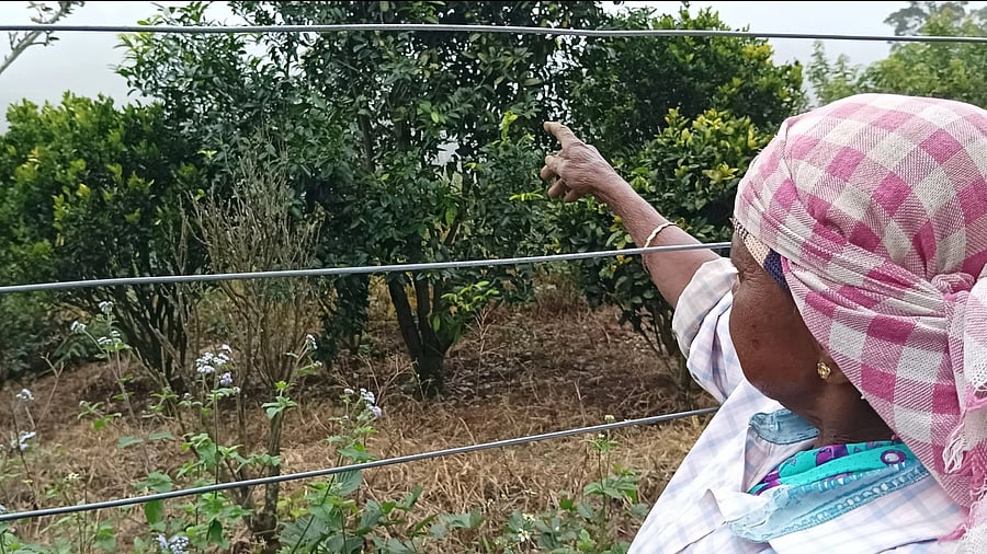 <div class="paragraphs"><p>Fruit farms at Kanthalloor in Idukki district of Kerala.</p></div>