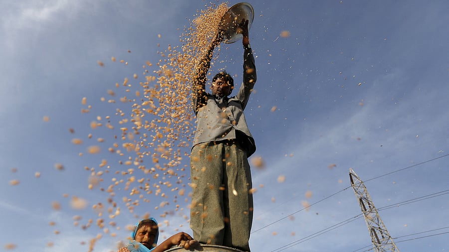 <div class="paragraphs"><p>A farmer standing on a plastic drum winnows wheat in a field on the outskirts of Ahmedabad.&nbsp;</p></div>