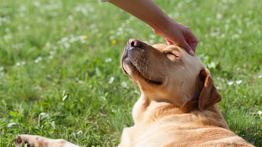 <div class="paragraphs"><p>Dogs may have a knack for numbers</p></div>