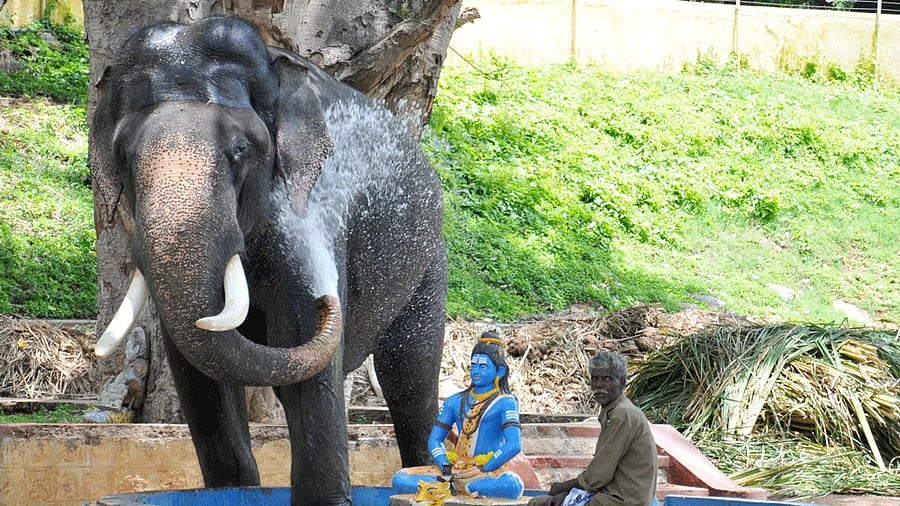 <div class="paragraphs"><p>Dasara jumbo Arjuna plays with water at the Amba Vilas Palace premises in Mysore.</p></div>