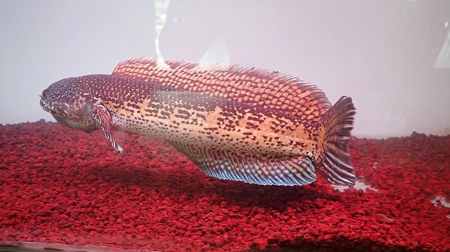 <div class="paragraphs"><p>Representative image of&nbsp;Channa Barca fish.</p></div>