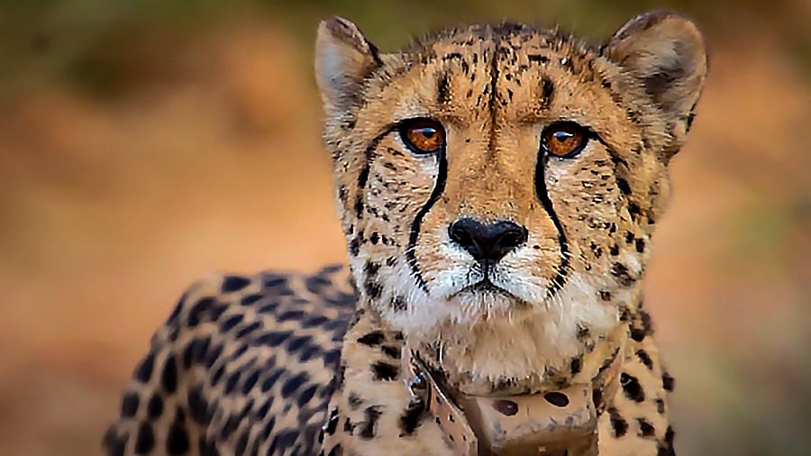 <div class="paragraphs"><p>Representative image of a cheetah.</p></div>