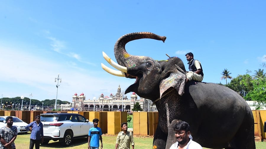 <div class="paragraphs"><p>Glimpses of Arjuna’s life as a Dasara elephant. </p></div>