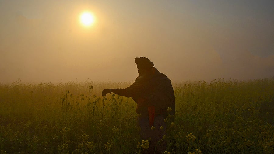<div class="paragraphs"><p>A farmer in his mustard field during a foggy winter morning, on the outskirts of Amritsar. </p></div>