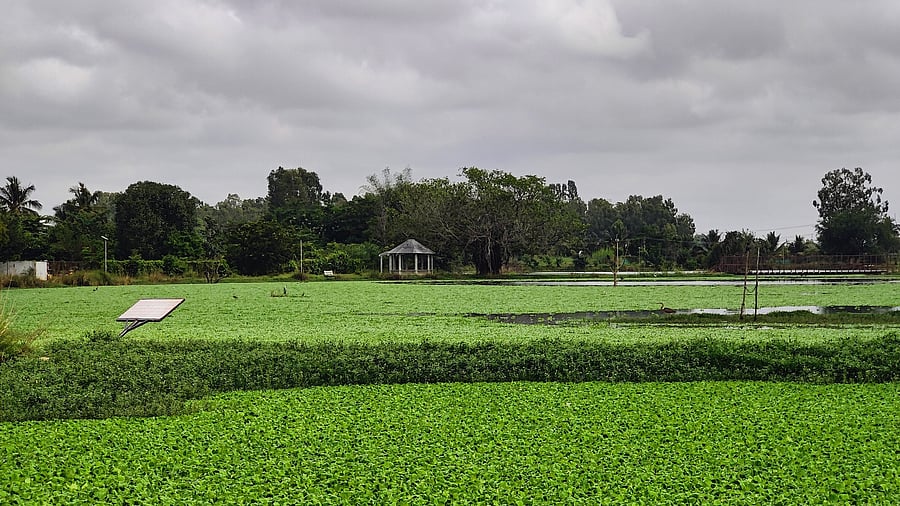 <div class="paragraphs"><p>While floating vegetation at Kannamangala Lake (above) attracts birds like the black-winged stilt (below), it also creates anaerobic conditions leading to extensive death of fish.&nbsp;</p></div>