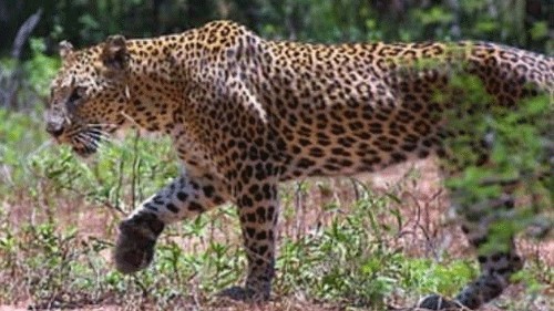 <div class="paragraphs"><p>Representative image of a leopard.</p></div>