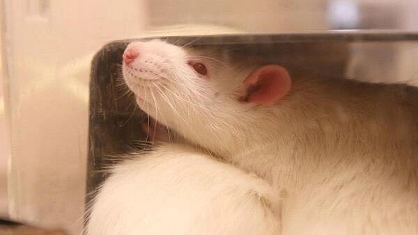<div class="paragraphs"><p>A rat rests in a cage in a laboratory at Lund University.</p></div>