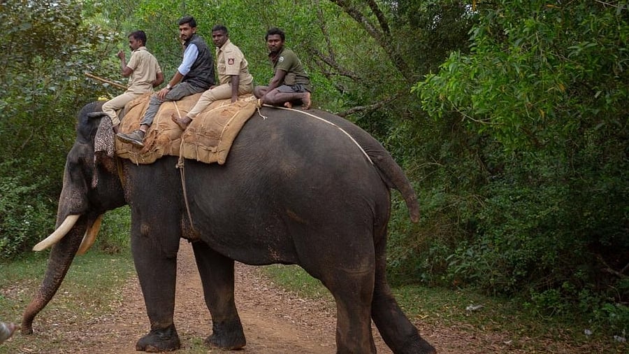 <div class="paragraphs"><p>One of the last photos of Arjuna with Nagarahole Tiger Reserve veterinarian Dr H Ramesha, its mahout Vinu, mahout of 'Karnataka Bheema' Gundu and forest department employee Anila, before they left for the operation on December 4. </p></div>