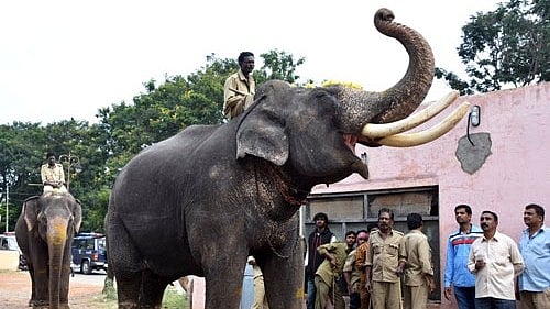 <div class="paragraphs"><p>Dasara elephant Arjuna. </p></div>