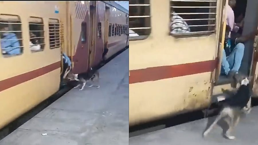 <div class="paragraphs"><p>Screengrab from viral video</p></div>