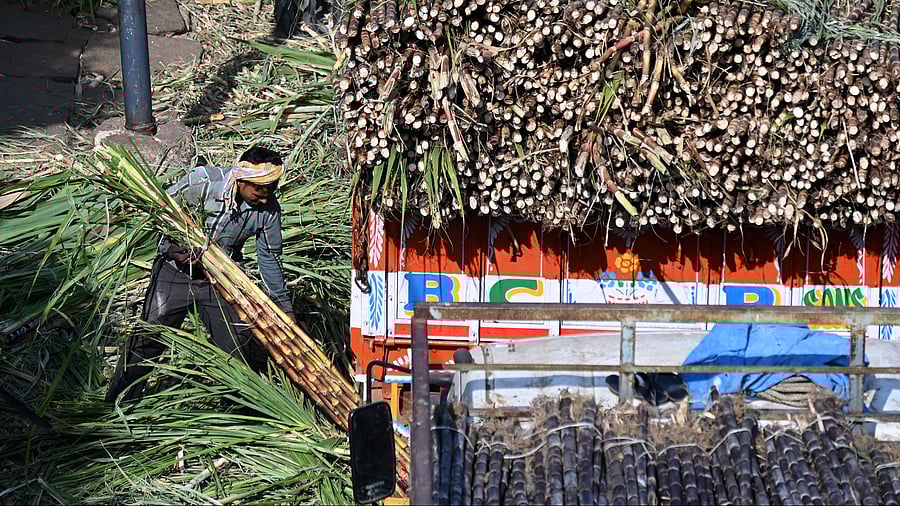 <div class="paragraphs"><p>Truckloads of sugarcane arrive at the city’s KR Market on Friday.&nbsp;</p></div>
