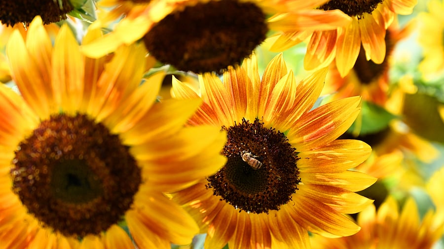 Carry your gear and take as many pictures as possible. (Pic by author)