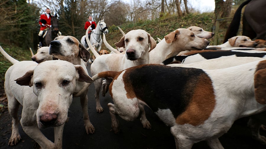 <div class="paragraphs"><p>Representative image of dogs.</p></div>