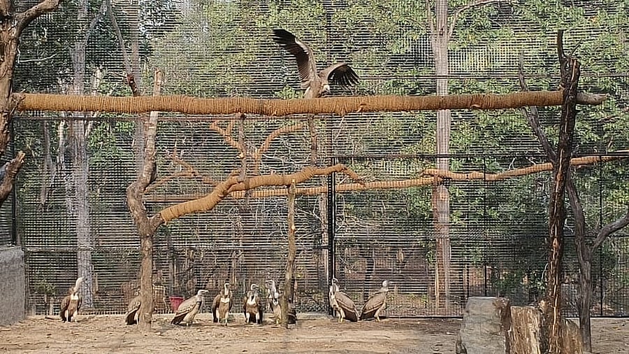 <div class="paragraphs"><p>As many as 20 vultures, which were brought from Vulture Conservation Breeding Centre (VCBC) in Pinjore in Haryana, were released in Pench and Tadoba tiger reserves in the Vidarbha region of Maharashtra</p></div>