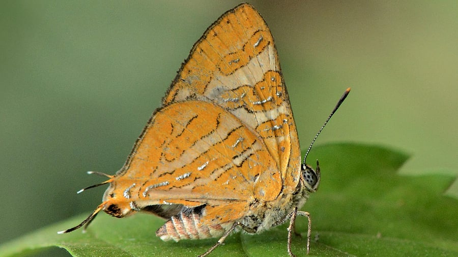 <div class="paragraphs"><p>Cigaritis conjuncta, found in Honey Valley, Kodagu.</p></div>